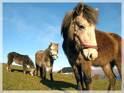The Eriskay ponies